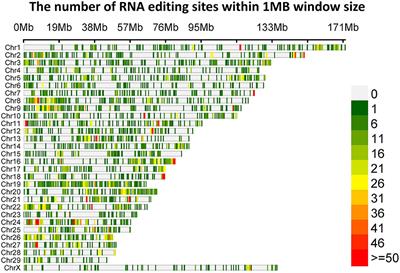 Genome-Wide Identification of RNA Editing Sites Affecting Muscle Development in Yak